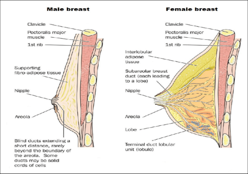 Trans charity launches defence of men ‘who can breastfeed’