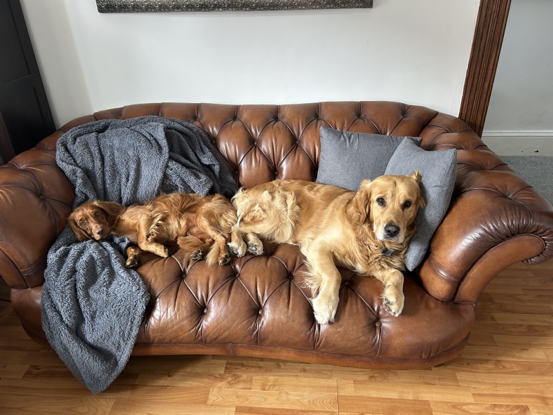 What's your favourite breed and why?