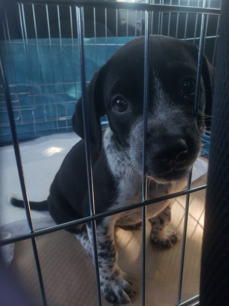 New puppy listless, bad stomach