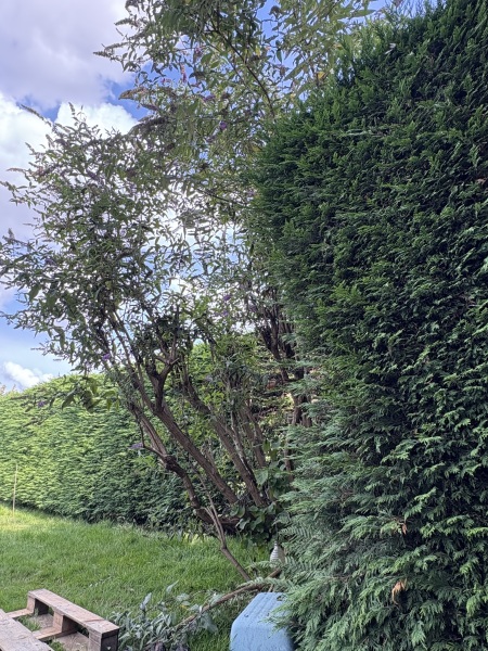 I’ve let my buddliah get too big