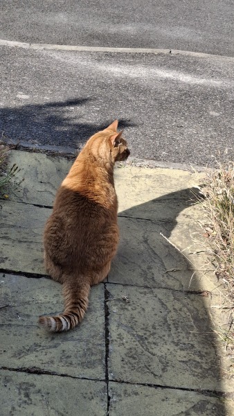 Thread 27 Starmer: He's a very clever cat