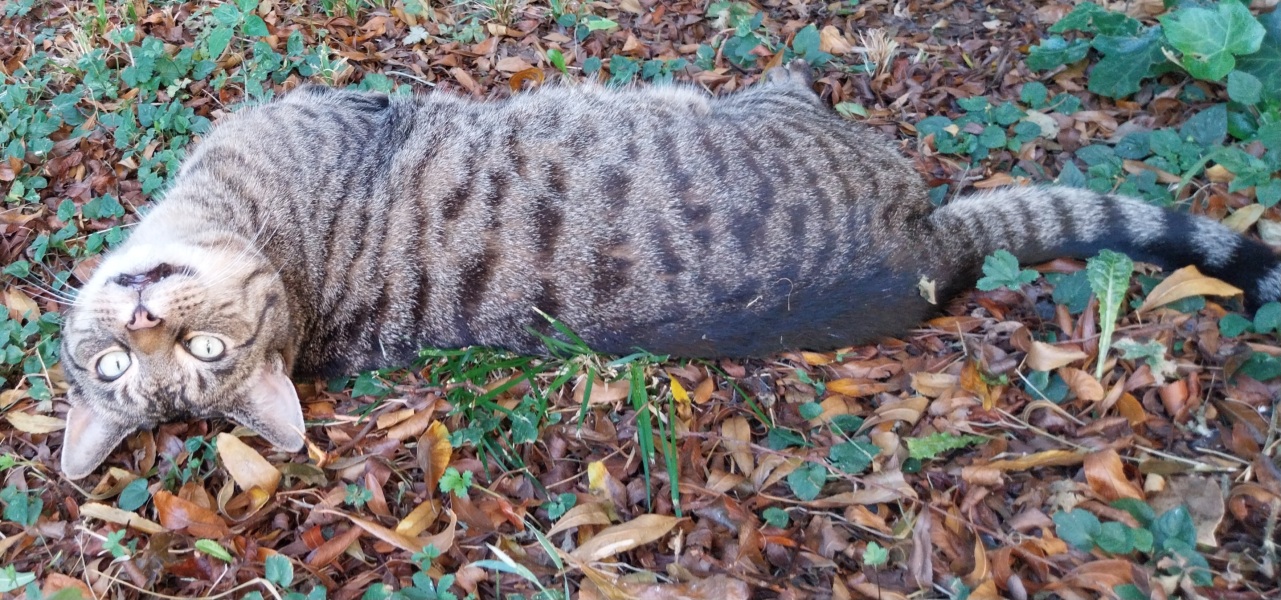 Thread 27 Starmer: He's a very clever cat