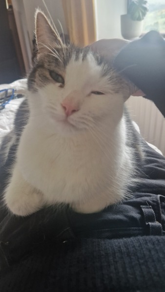 One of my cats has just fucked off.  Help!