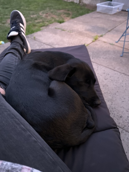 Summer 25 pups