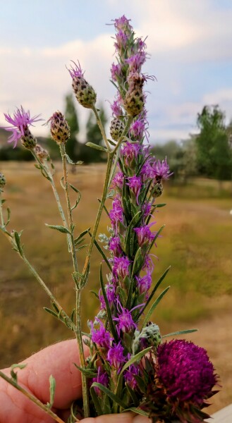 Weeds Have Rights Too !