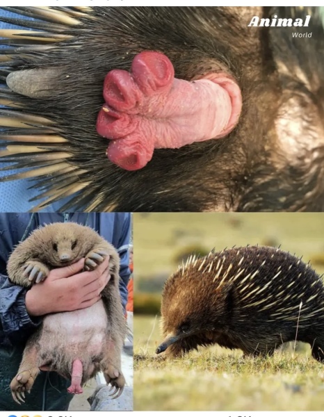 Who knew the penis of an armadillo was THIS big?!