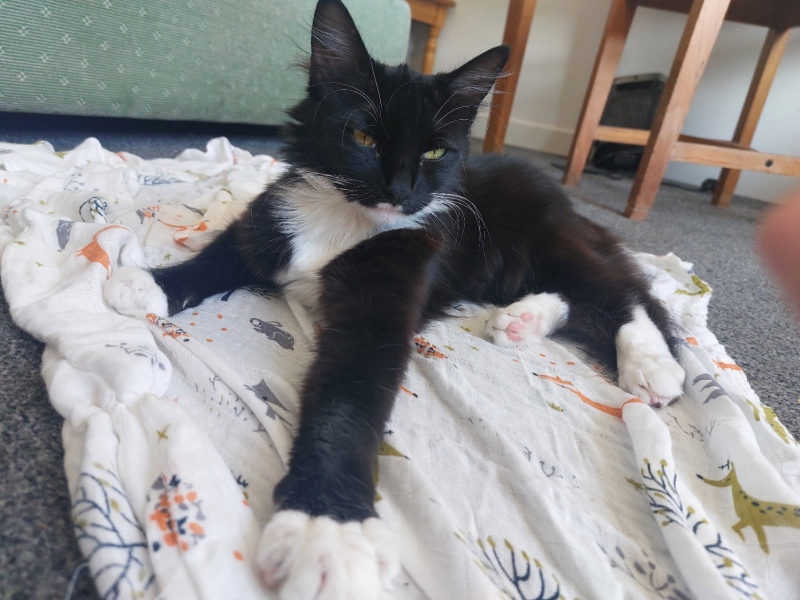 DH says cat needs to show more gratitude