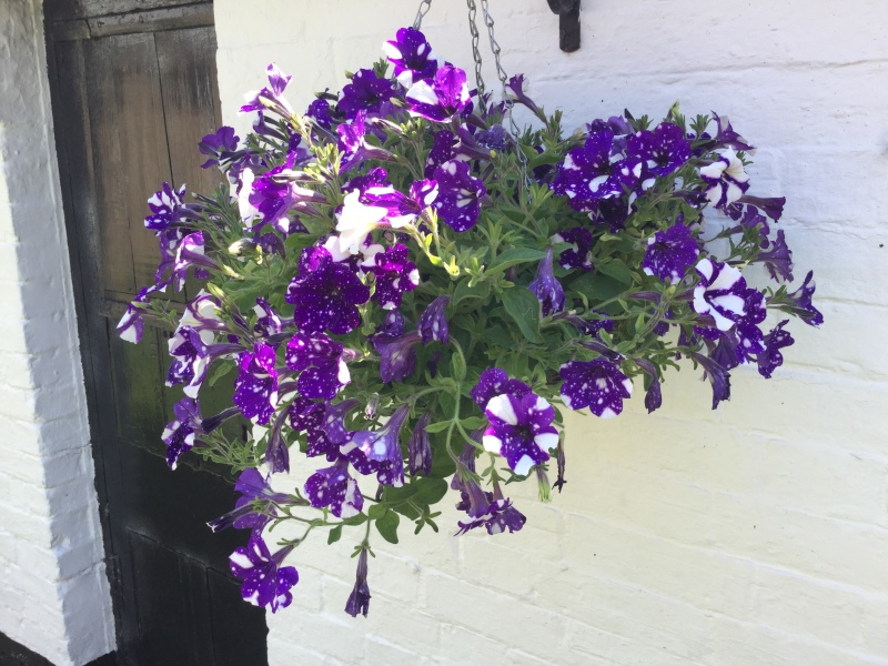 Thread 27 Starmer: He's a very clever cat