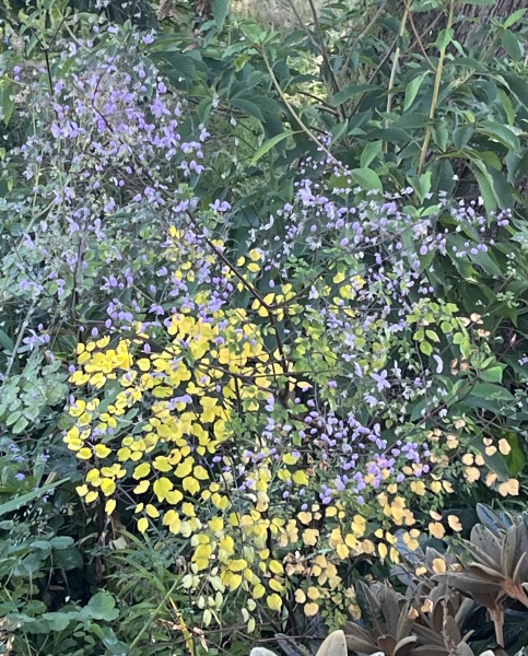 What have you done in the garden today? Part 7