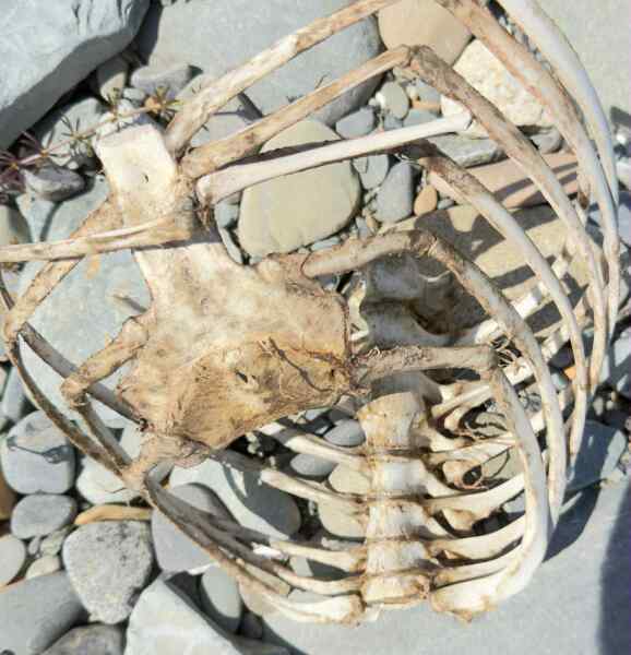 Found a skeleton on the beach, Wondering if anyone knows what it might be?