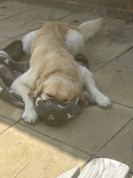 Adolescent Dog Survival Thread - welcome to the teenage wasteland