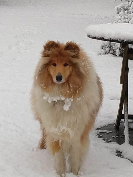 Any Rough Collie owners here?