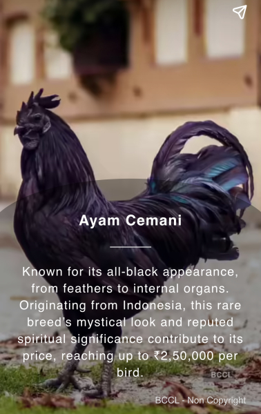 Expensive hens… why