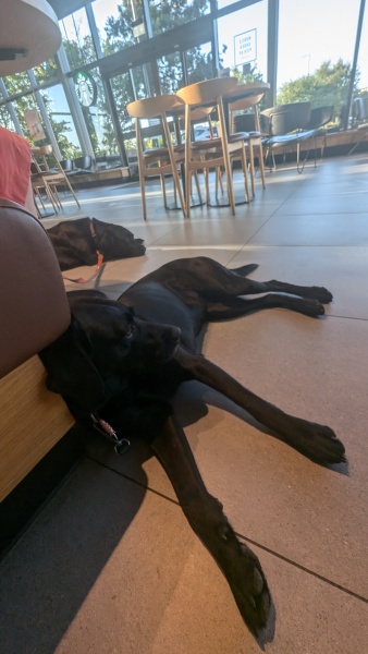 Adolescent Dog Survival Thread - welcome to the teenage wasteland