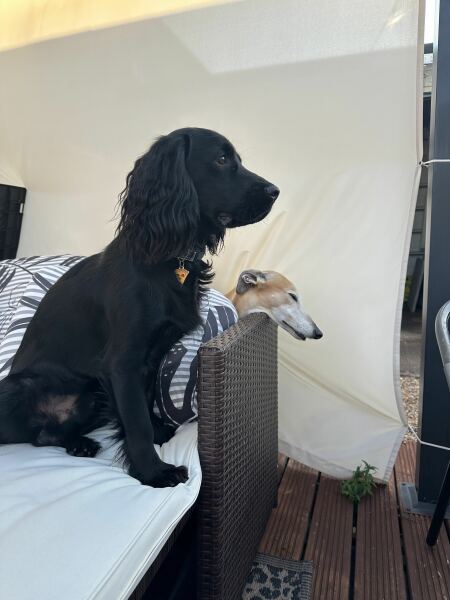 Adolescent Dog Survival Thread - welcome to the teenage wasteland