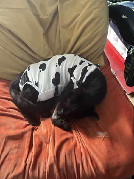 Cat doesn’t recognise his brother post surgery