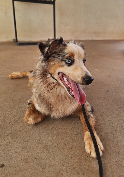 Adolescent Dog Survival Thread - welcome to the teenage wasteland