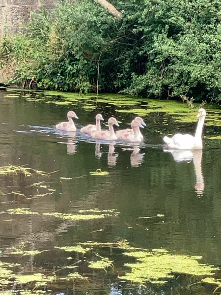 Weeds Have Rights Too !