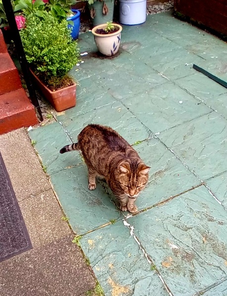 The One after the One where the Excellent Cats posed for a calendar