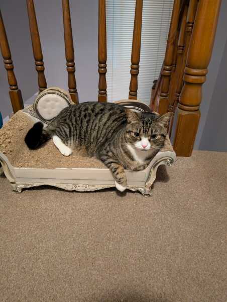 Thread 27 Starmer: He's a very clever cat