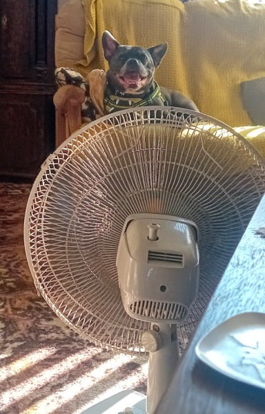 Continuing support thread for those trying to live an alcohol free life - summer 2025