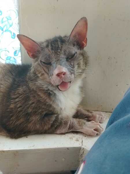 The One after the One where the Excellent Cats posed for a calendar