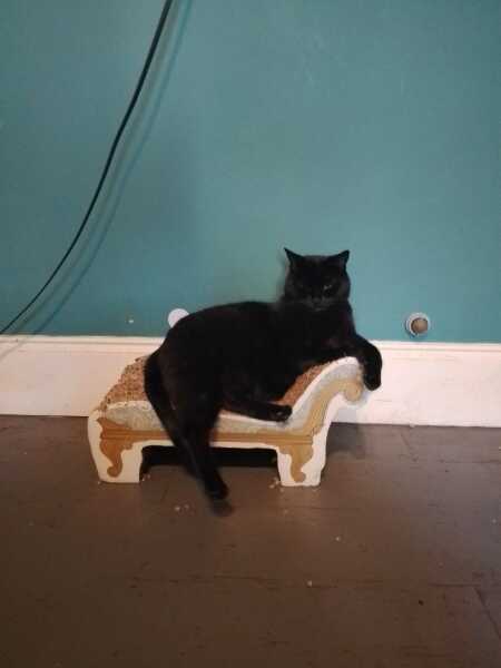 The One after the One where the Excellent Cats posed for a calendar