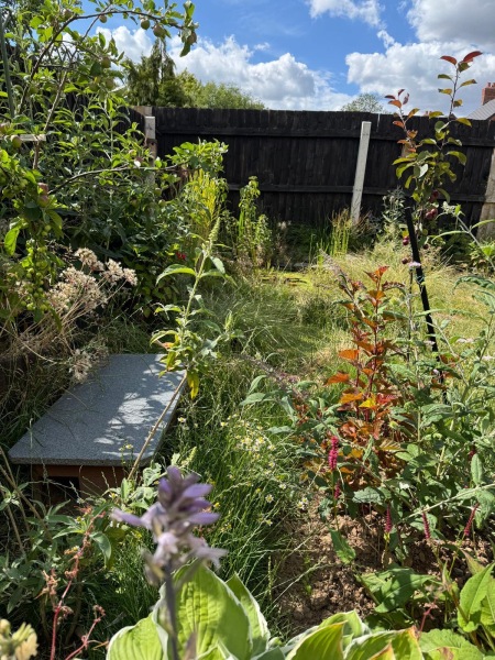 Young hedgehog in my garden!