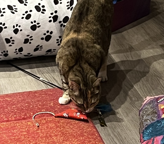 The One after the One where the Excellent Cats posed for a calendar