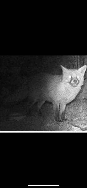 Can we talk about my fox family please?