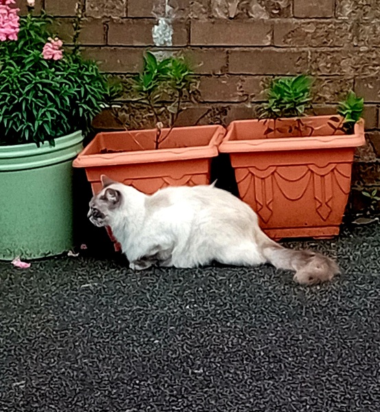 The One after the One where the Excellent Cats posed for a calendar