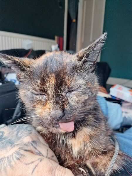 The One after the One where the Excellent Cats posed for a calendar