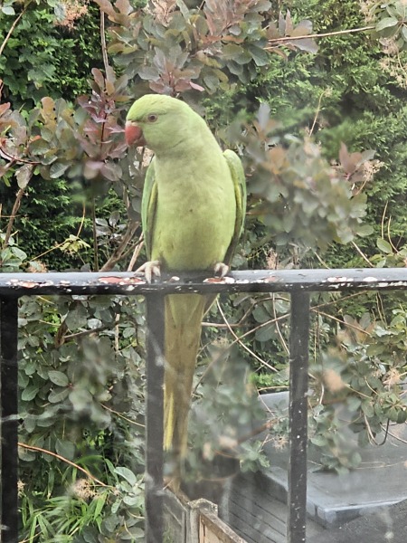 The One after the One where the Excellent Cats posed for a calendar