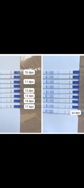 Is this enough progression between 9-19dpo?