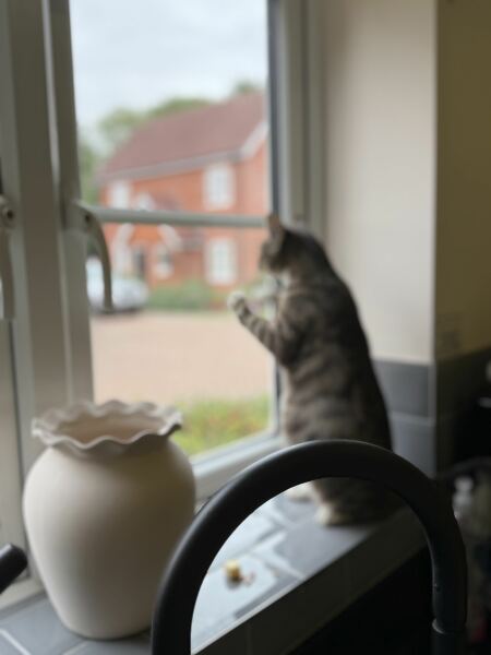 Advice on taking in a very pregnant cat