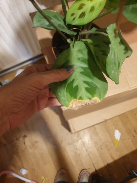 Buyer beware!