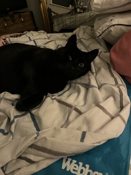 Any thoughts on cooling mats for cats ?