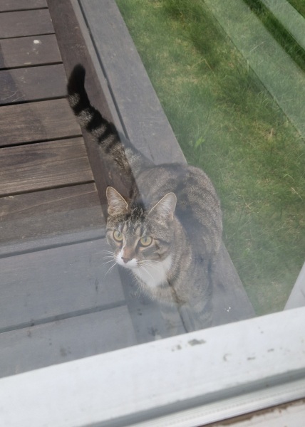 The One after the One where the Excellent Cats posed for a calendar