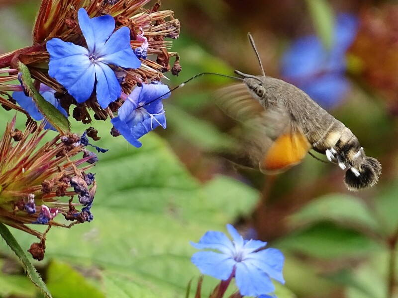 Hummingbird Hawk Moth