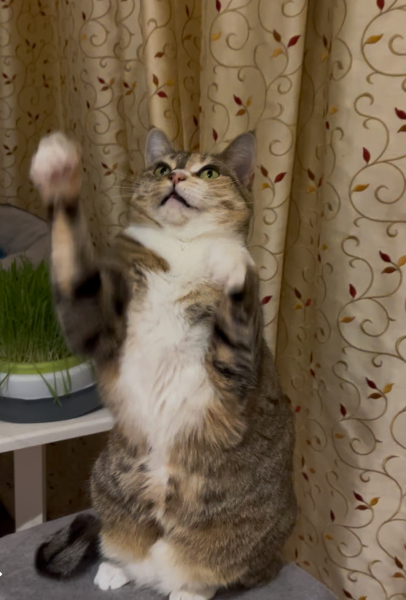 The One after the One where the Excellent Cats posed for a calendar