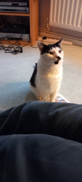 The One after the One where the Excellent Cats posed for a calendar