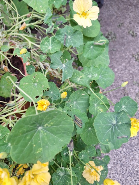 The Vegetable Patch 2024/2025