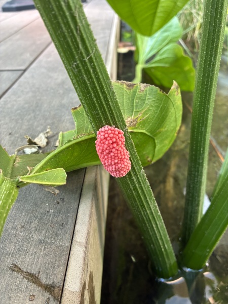 Thread 18 - TalkLair: "That's no moon. It's a space station!"