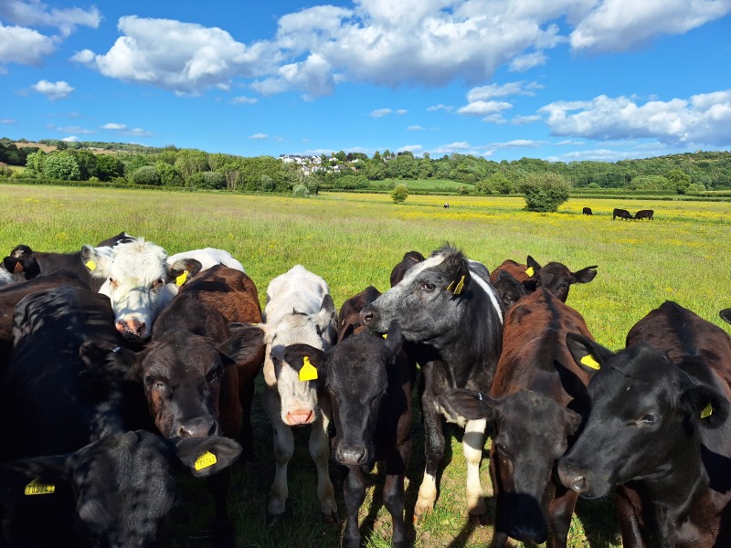 Questions about cows