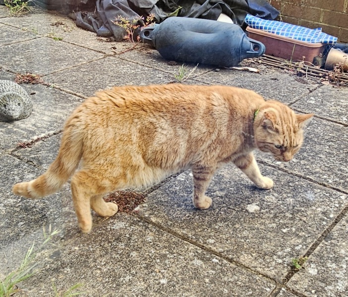 The One after the One where the Excellent Cats posed for a calendar