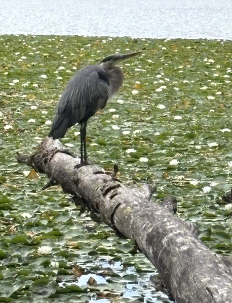 Come and tell us your dull and unexciting news 34: Calmly through the day