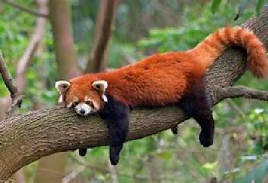 The Bluestocking - holding the line and losing the thread