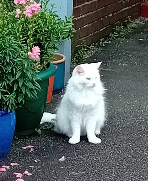 The One after the One where the Excellent Cats posed for a calendar