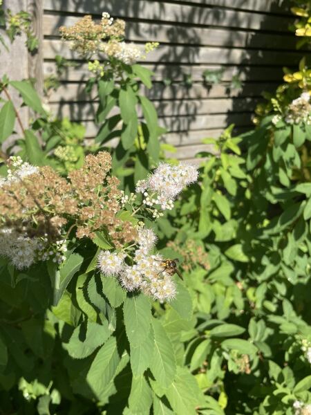 Are these a type of wasp?