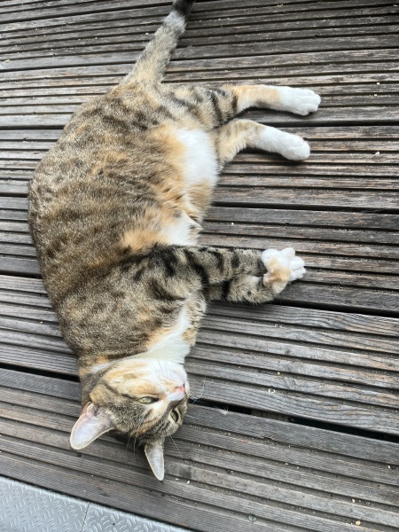 The One after the One where the Excellent Cats posed for a calendar